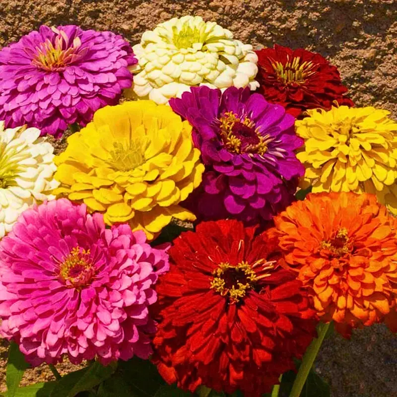 California Giants Zinnia Mix Seeds – Heirloom, Non-GMO, Summer Blooms | Packet 1 Gram