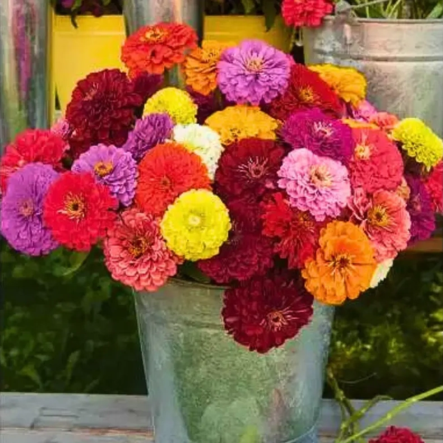 California Giants Zinnia Mix Seeds – Heirloom, Non-GMO, Summer Blooms | Packet 1 Gram