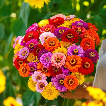 California Giants Zinnia Mix Seeds – Heirloom, Non-GMO, Summer Blooms | Packet 1 Gram