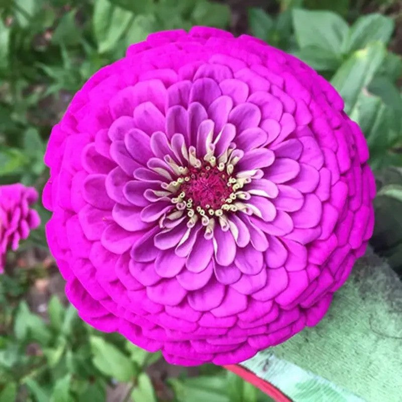 100 Zinnia Flower Seeds – Colorful Perennial Blooms for Pots & Gardens