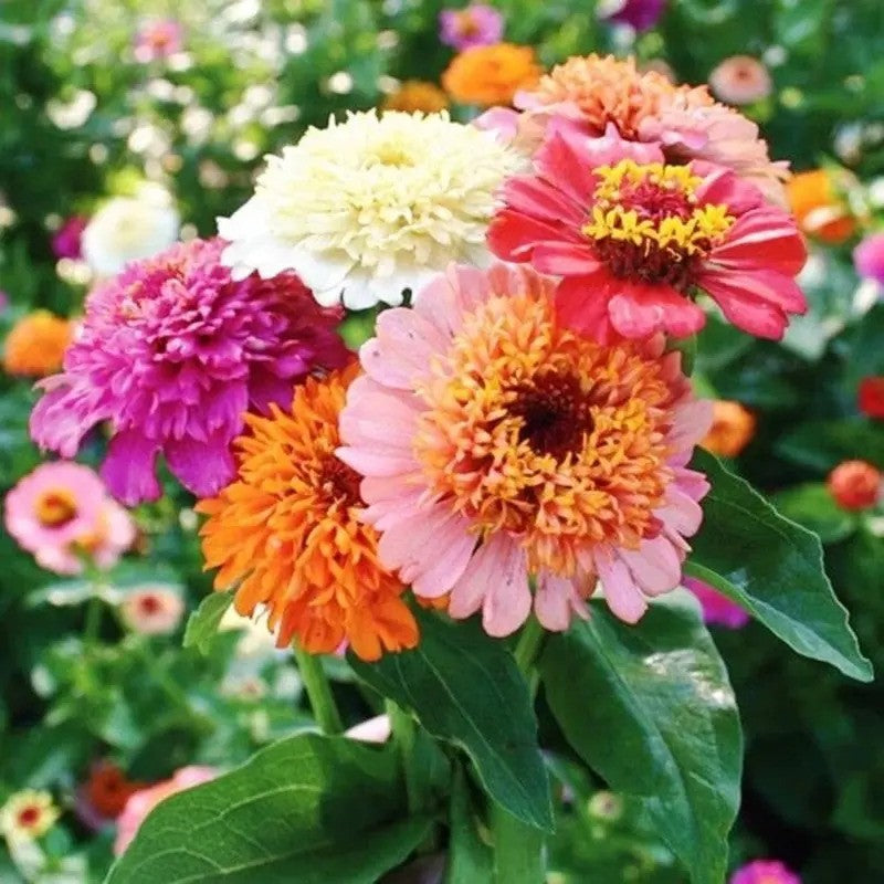Colorful flowers with a blurred garden background