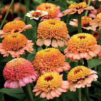 Zinnia Zinderella Peach Seeds - Beautiful peach-colored blooms with ruffled petals and a double form - Seed World