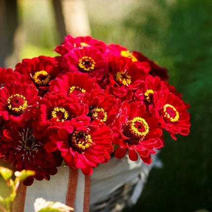 Bouquet of red flowers with yellow centers in a blurred natural setting