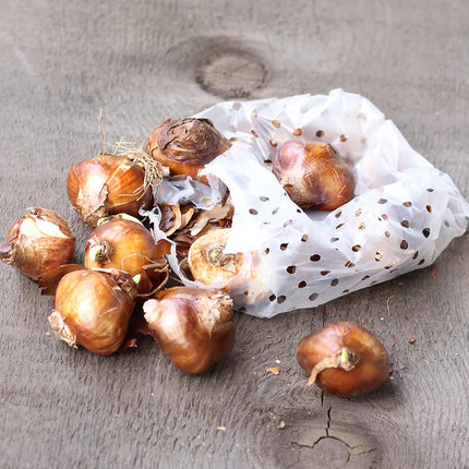 Ziva Paperwhites Bulbs