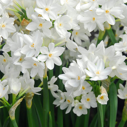 Close-up of white flowers with green stems