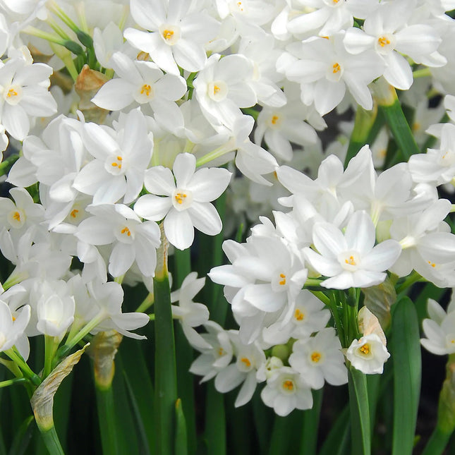 Close-up of white flowers with green stems
