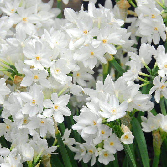 10 Ziva - Paperwhites Flower Bulbs (14-15cm)