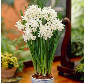 10 Ziva - Paperwhites Flower Bulbs (14-15cm)