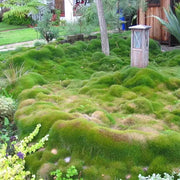 5000 Rare Zoysia Tenuifolia Grass Seeds