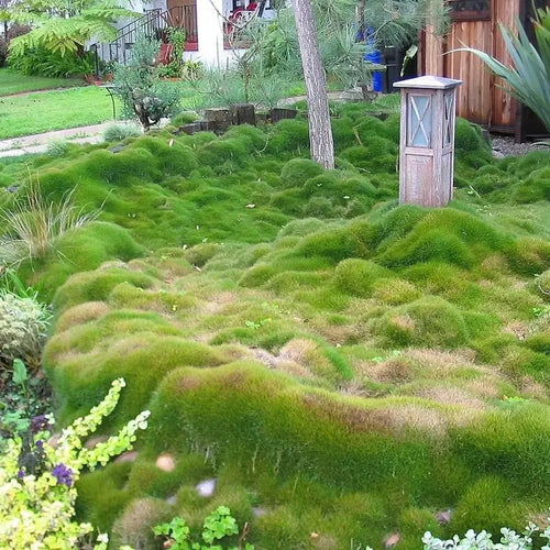 5000 Rare Zoysia Tenuifolia Grass Seeds