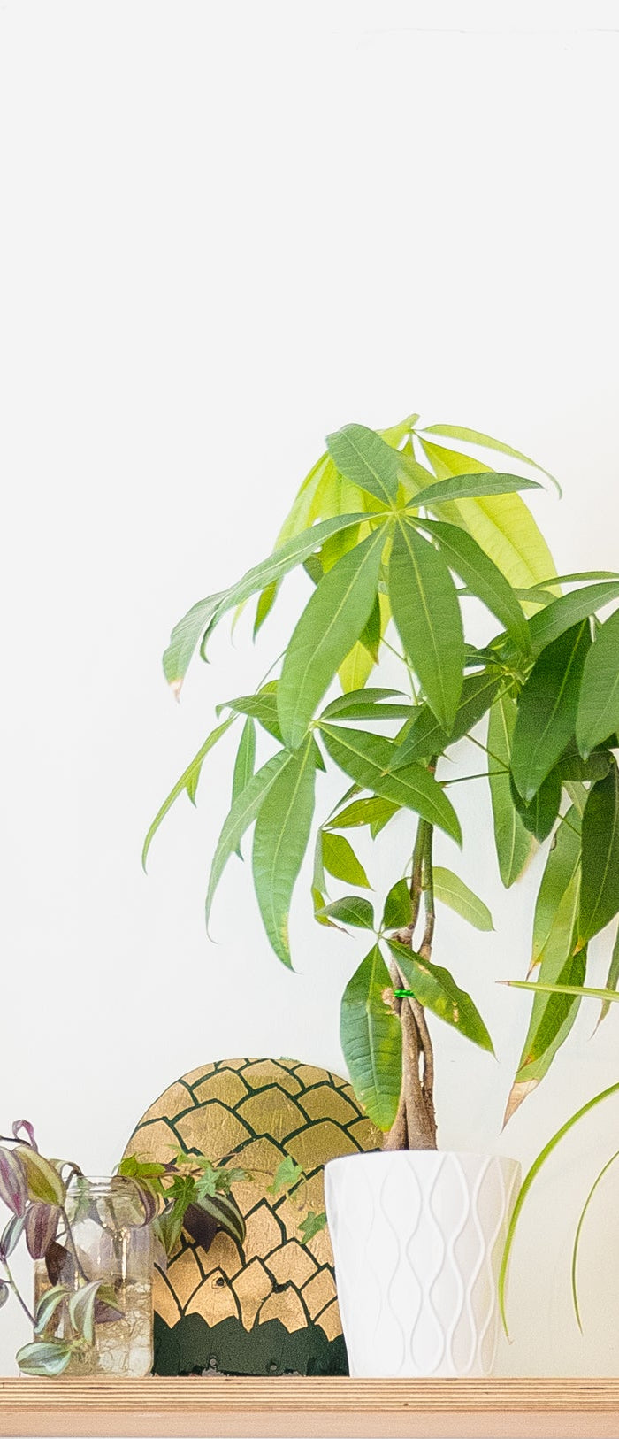 <h1>Seed Blog</h1>