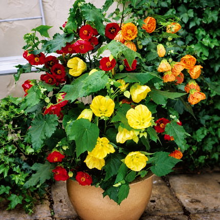 20 Abutilon Bellvue Mix Flowering Maple Seeds