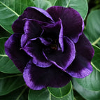 Dark Purple