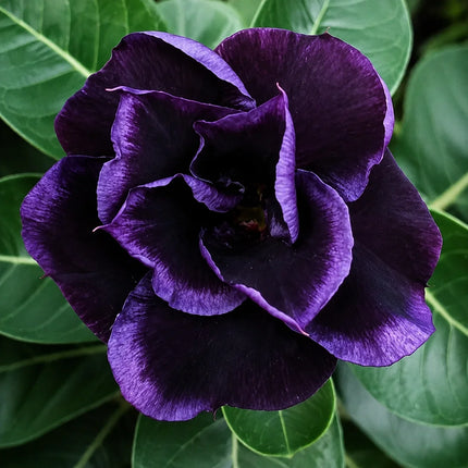 Dark Purple Desert Rose parent flower reference – seedlings may vary
