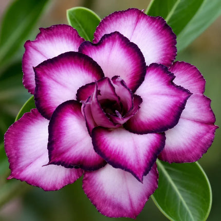Double White Purple Desert Rose parent flower reference – seedlings may vary