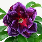 Fuchsia Magenta