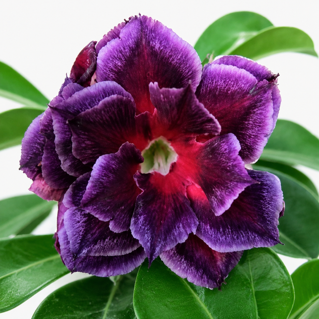 4 Desert Rose Seeds - Fushia Magenta