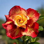 Orange Red