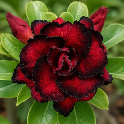 Red Black Desert Rose parent flower reference – seedlings may vary