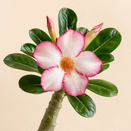 Desert Rose variant 10
