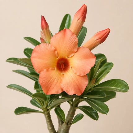 Desert Rose variant 12