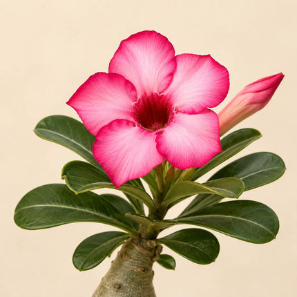 Desert Rose variant 8