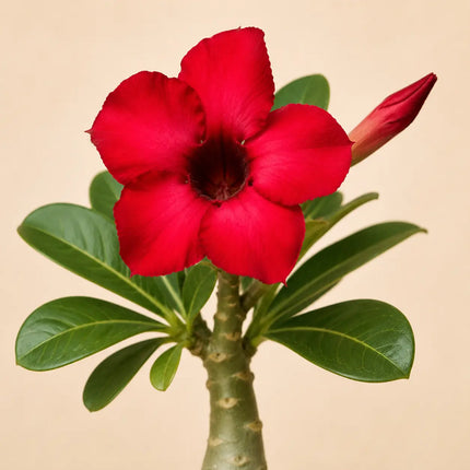 Desert Rose variant 9