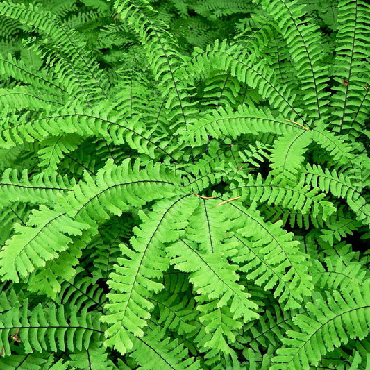1 Hardy Northern Maidenhair Fern - Adiantum pedatum in 4" Pot