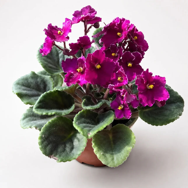 Magenta African violet plant with ruffled flowers grown from seed