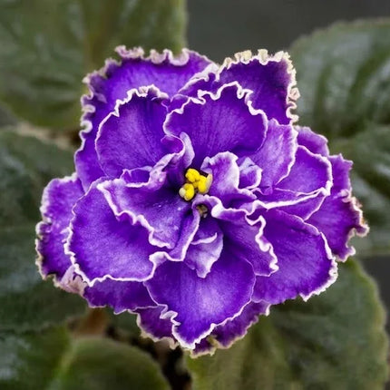 A close-up of a purple ruffled flower with white edging and a small yellow center, surrounded by dark green leaves.