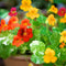 Alaska Nasturtium mix with colorful flowers and variegated green-and-white leaves