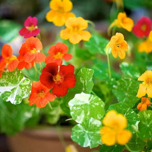 Alaska Nasturtium mix with colorful flowers and variegated green-and-white leaves