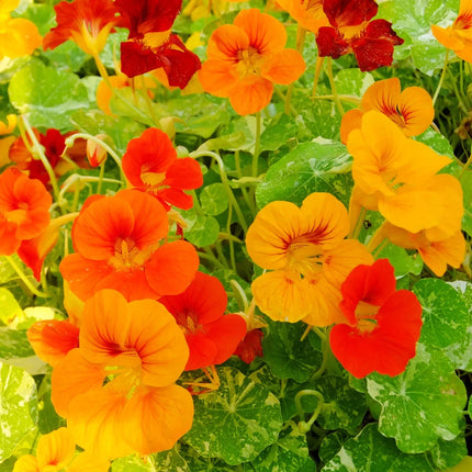 Alaska Nasturtium flowers in warm colors among variegated foliage