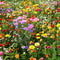 All Perennial Wildflower Mix – 15 Species Flower Seeds - Seed World