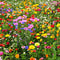 Colorful wildflowers growing together in a garden — enhanced illustration