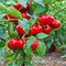 Ripe red Alma Paprika peppers growing on a leafy plant