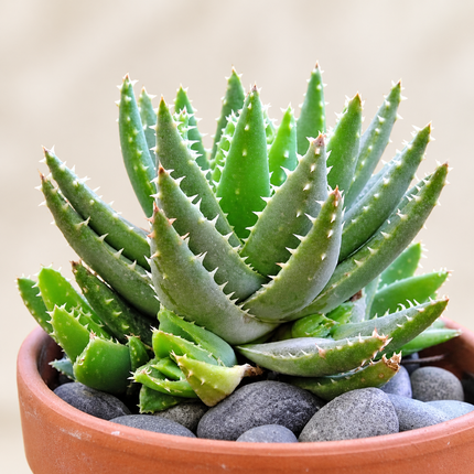Aloe brevifolia mature plant reference with green-gray rosettes; listing includes 15 seeds, not a live plant