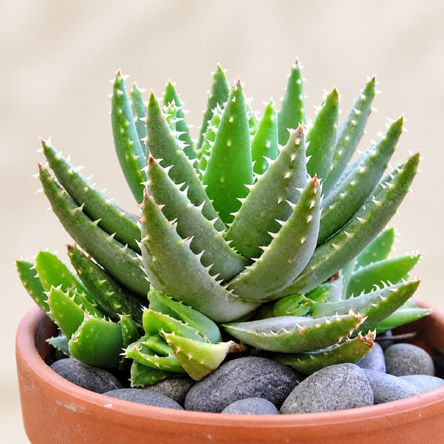 Aloe brevifolia mature plant reference with green-gray rosettes; listing includes 15 seeds, not a live plant
