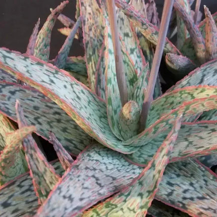 Aloe ‘Sunrise’ Hybrid Seeds – Pink Blush Succulent - Seed World