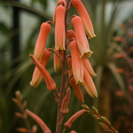 Aloe ‘Sunrise’ Hybrid Seeds – Pink Blush Succulent - Seed World