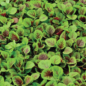 1000 Amaranth Red Striped Leaf Seeds