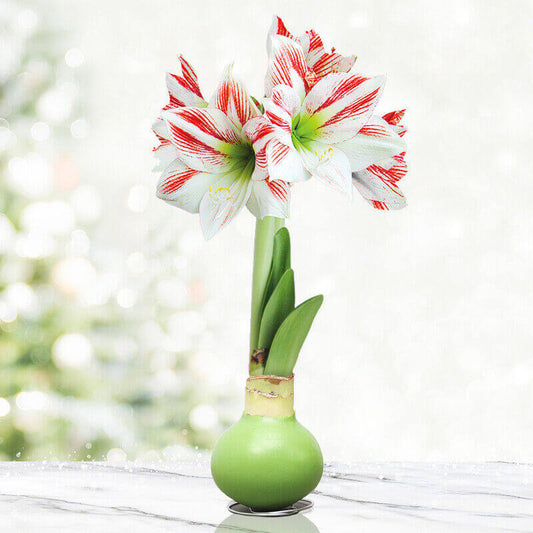 Waxed amaryllis bulb 'Lollipop Amicoe' blooming on stand
