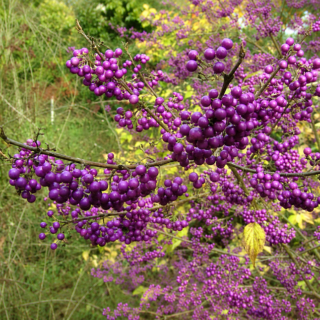 100 American Purple Beauty Berry Seeds