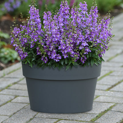 Angelonia Serena Blue in a patio container; PanAmerican Seed, courtesy of National Garden Bureau