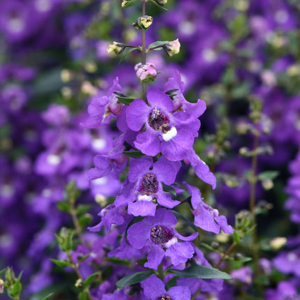 Angelonia Serena Blue flower spikes in detail; PanAmerican Seed, courtesy of National Garden Bureau
