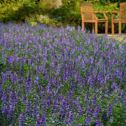 Angelonia Serena Blue growing in a garden bed; PanAmerican Seed, courtesy of National Garden Bureau