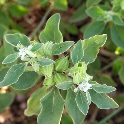 Ashwagandha Seeds 100