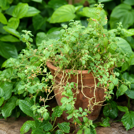 Ashwagandha Seeds 25