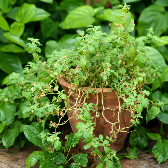 Ashwagandha Seeds 25