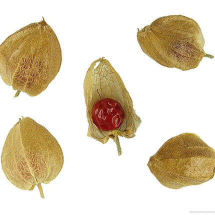Ashwagandha Seeds (Withania somnifera) – Heirloom, Non-GMO - Seed World